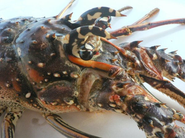 52- Une carapace fascinante 